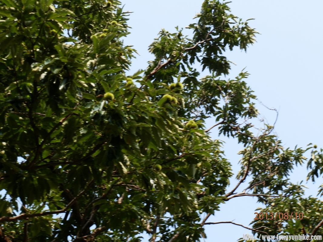 P8101346 - 副本 - 副本.jpg