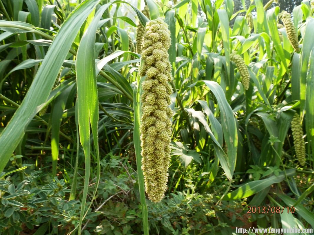 P8101339 - 副本 - 副本.jpg