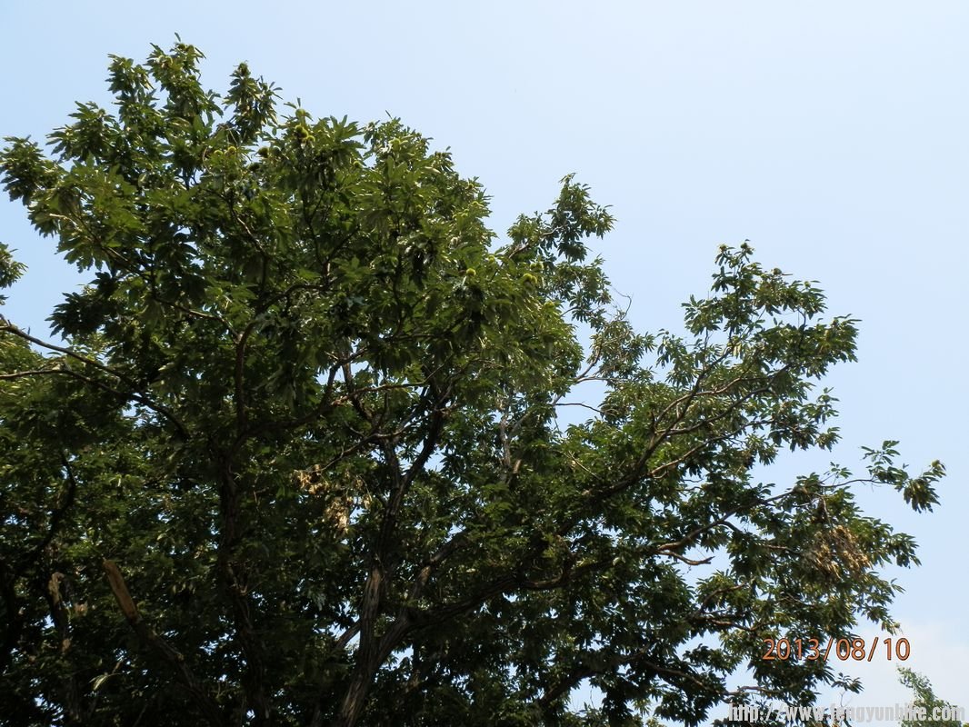 P8101345 - 副本.jpg