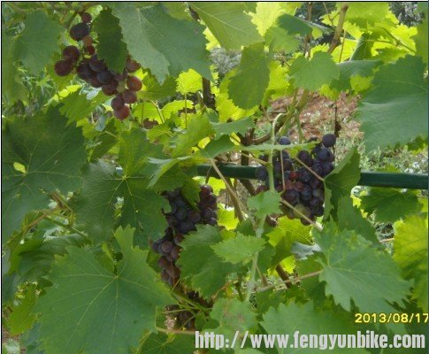 葡萄.jpg