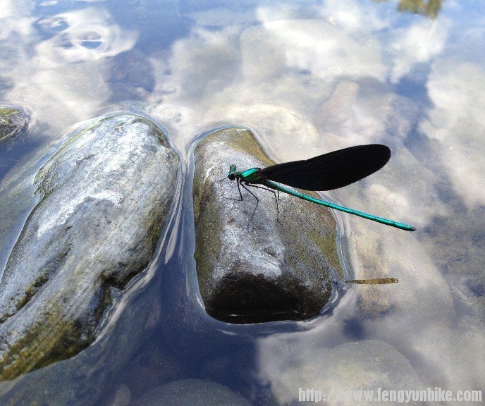 这应该是蜻吧~~在人群中飞，我看到有车友逮住它，其实您抓拍就挺好，这些都属于自然，而我们也应该尊重这些 ...