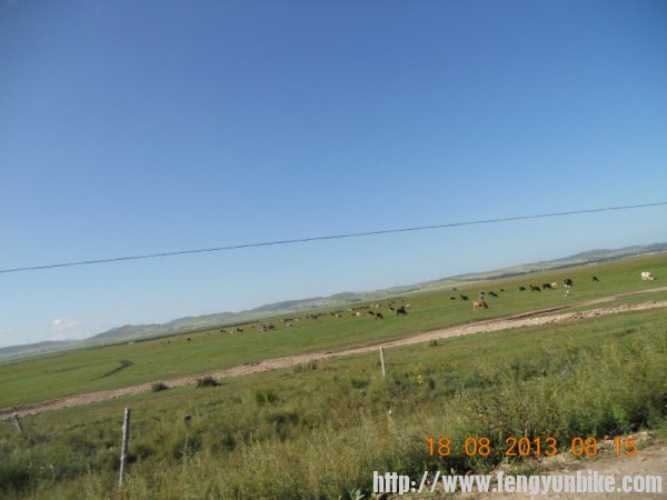 风吹草地见牛羊