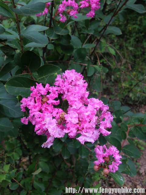 路边的野花你不要采