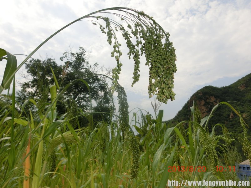 这是高粱，还是？