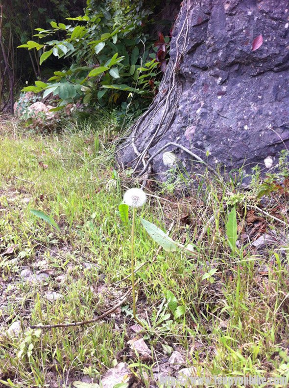 要做勇敢的蒲公英。。