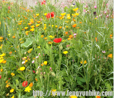 红花需要绿叶陪