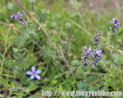 我给他起名---蓝谷幽香