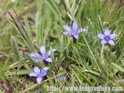 蝴蝶兰（呀呀）