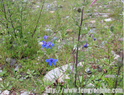 格桑花（焉否）