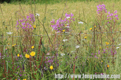 花墙还是铁丝网