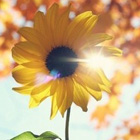 身在，心已远。