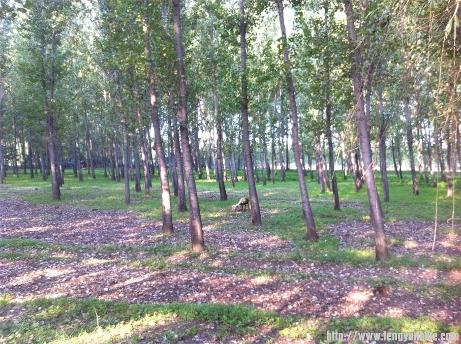 一只小羊刚刚出生