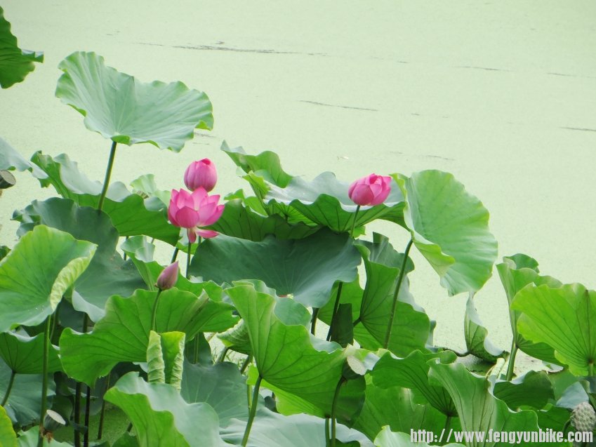 照片 675_conew1.jpg