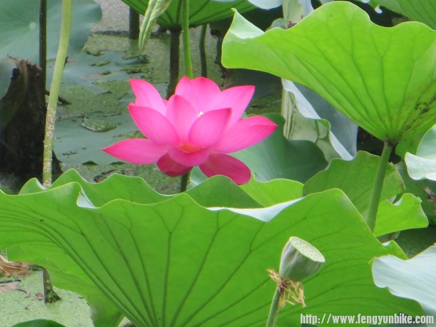 照片 653_conew1.jpg