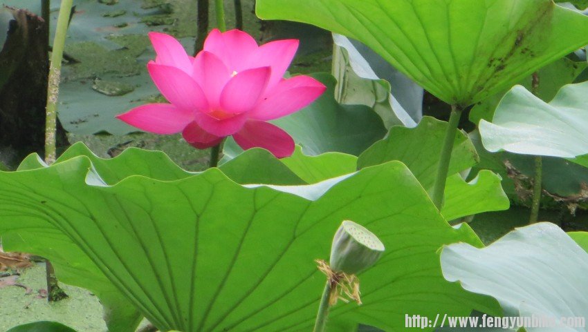 照片 654_conew1.jpg