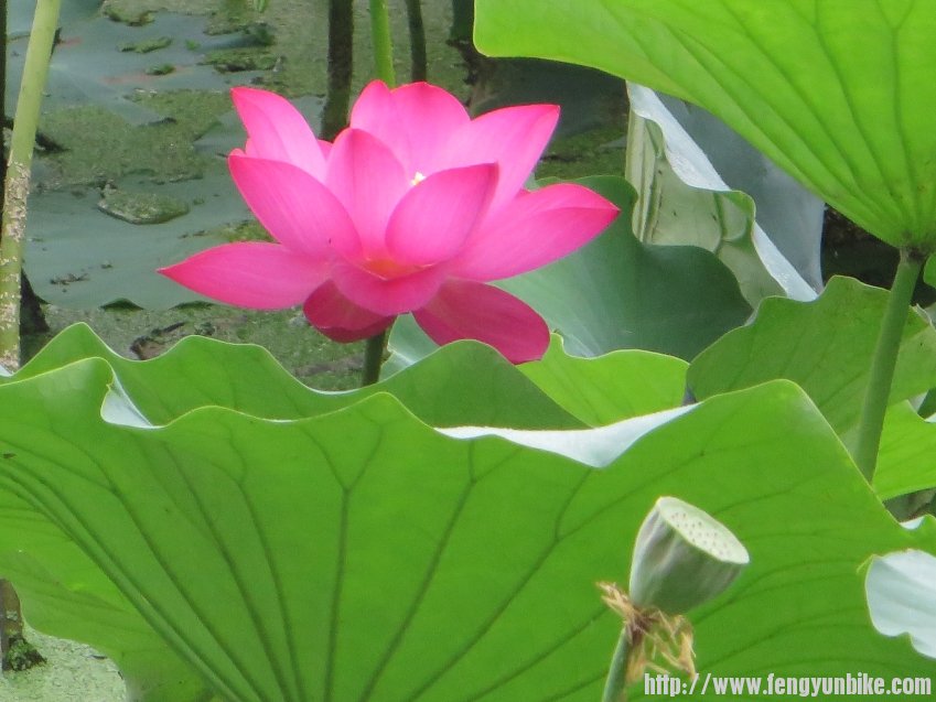 照片 657_conew1.jpg