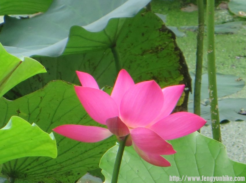 照片 663_conew1.jpg