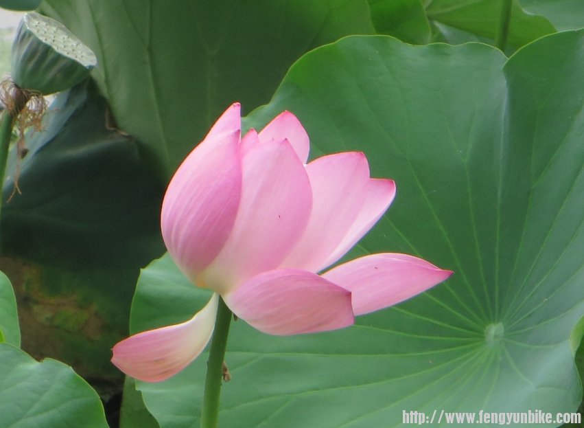 照片 664_conew1.jpg