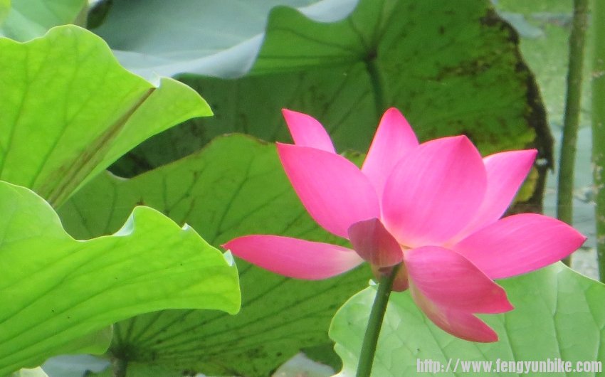 照片 665_conew1.jpg