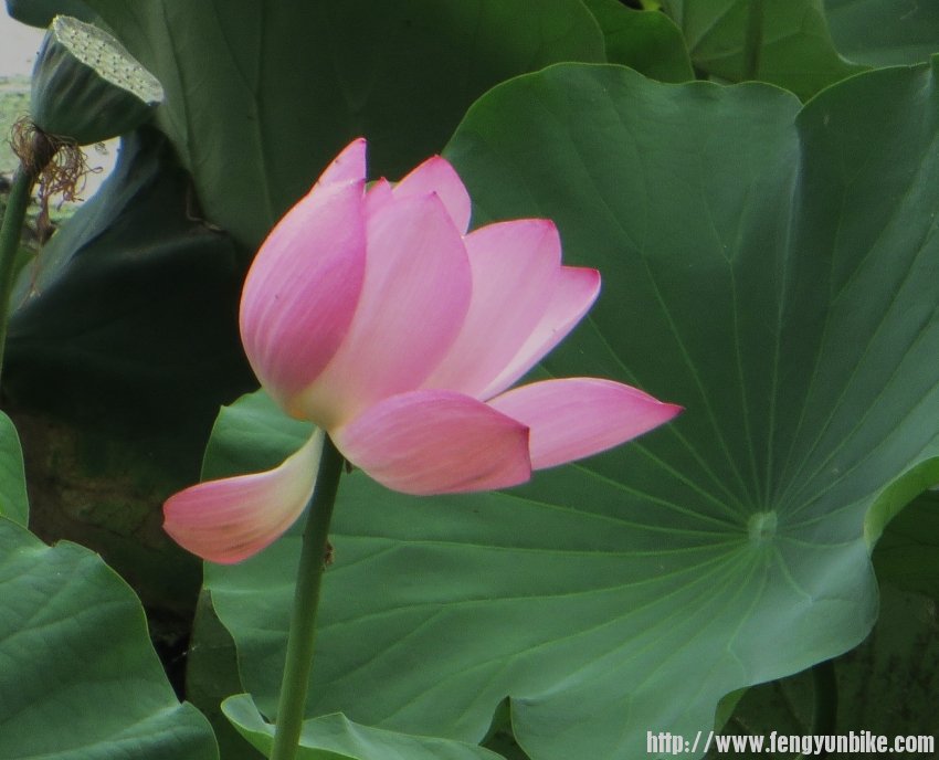 照片 668_conew1.jpg