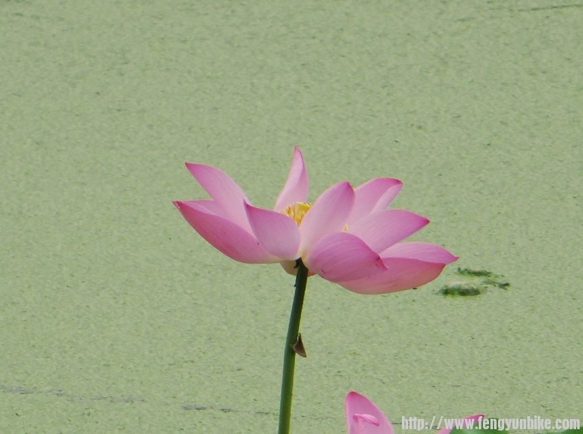 照片 669_conew1.jpg