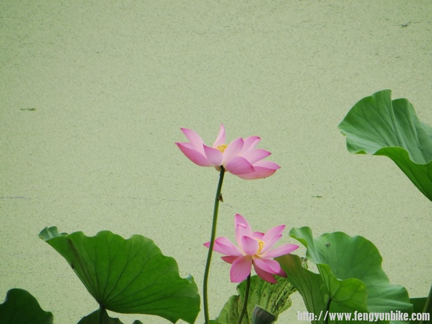 照片 673_conew2.jpg