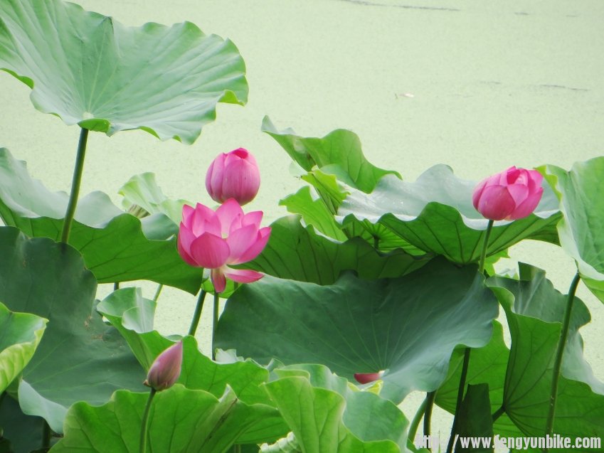 照片 674_conew2.jpg