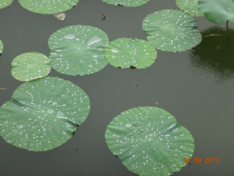我喜欢荷叶上面的水珠