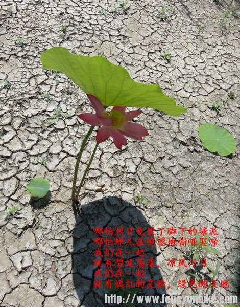 摄于武清区泗村店运河公园