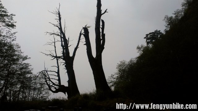 夫妻树，两相依