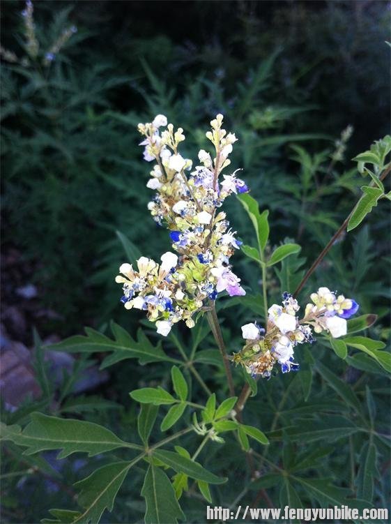 漫山遍野的小野花