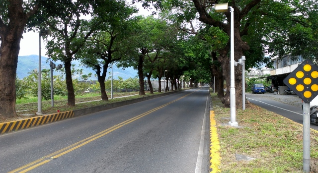 台东的绿色隧道--茄冬树