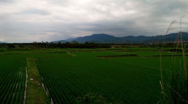 爱死了的水稻田