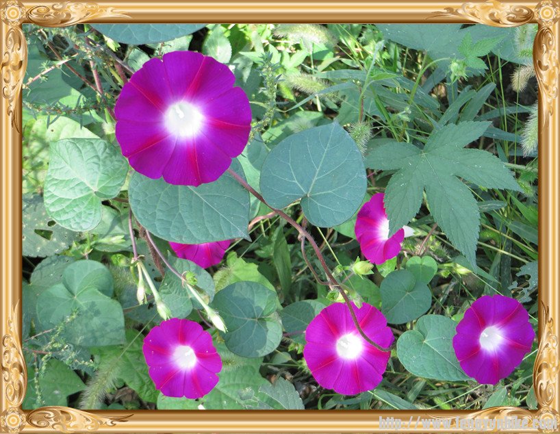 照片 2064_副本.jpg