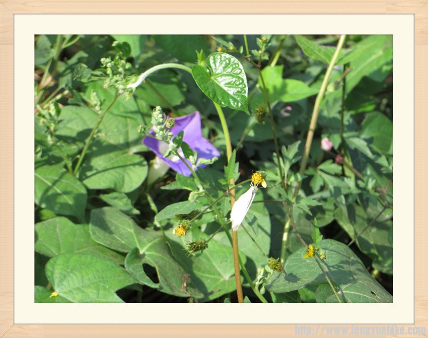 照片 2069_副本.jpg