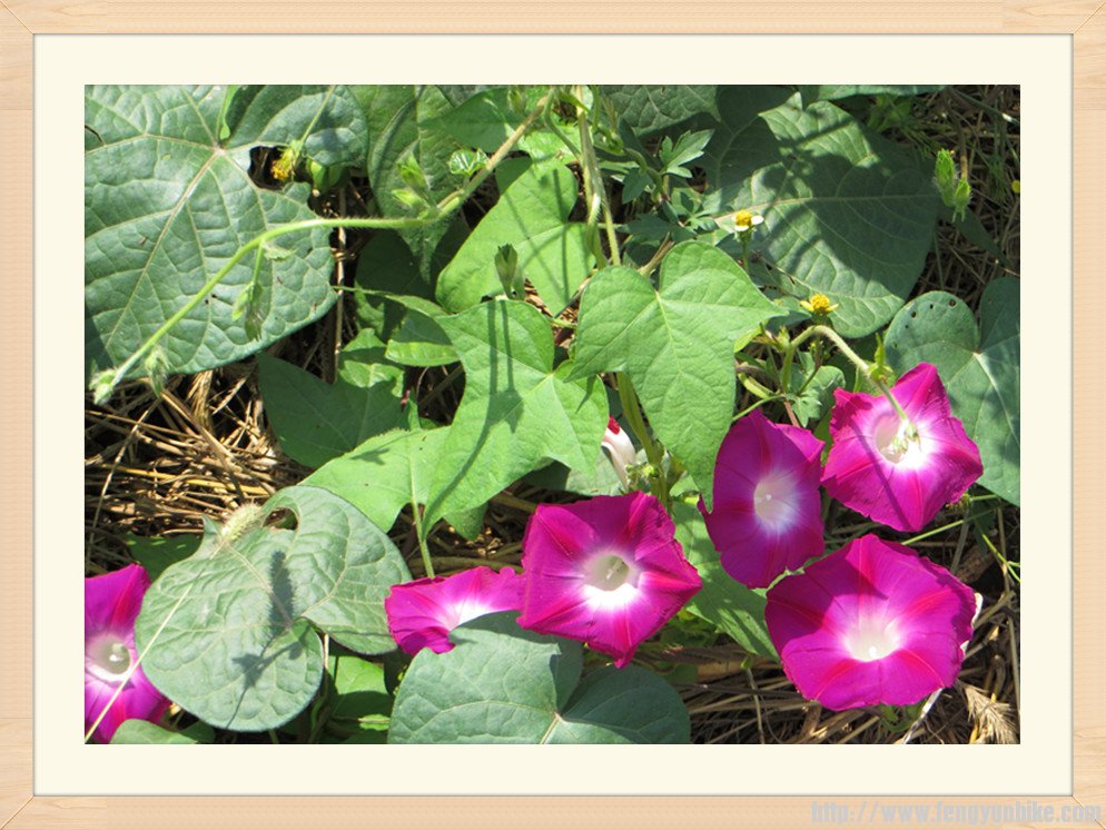 照片 2067_副本.jpg