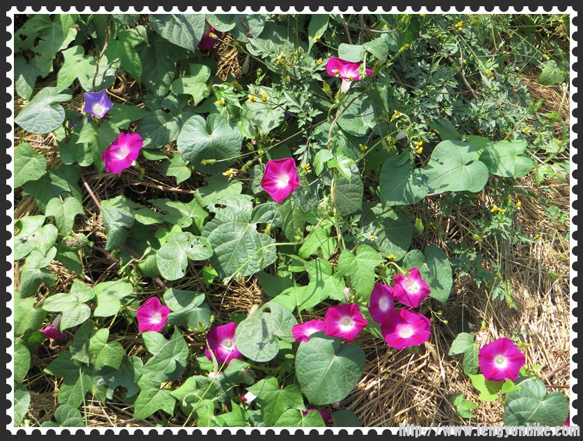 照片 2066_副本.jpg