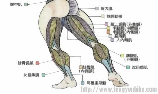 背面腿肌图.jpg