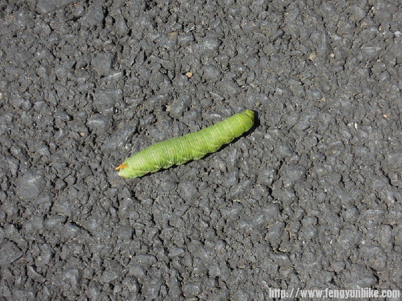 青虫.jpg