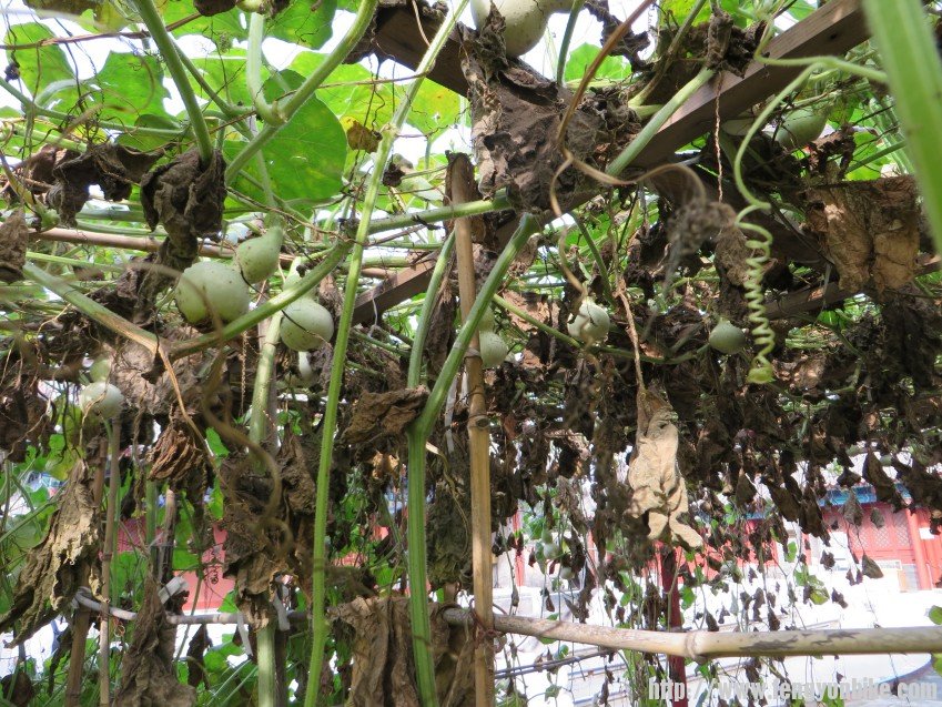 照片 2005_conew1.jpg