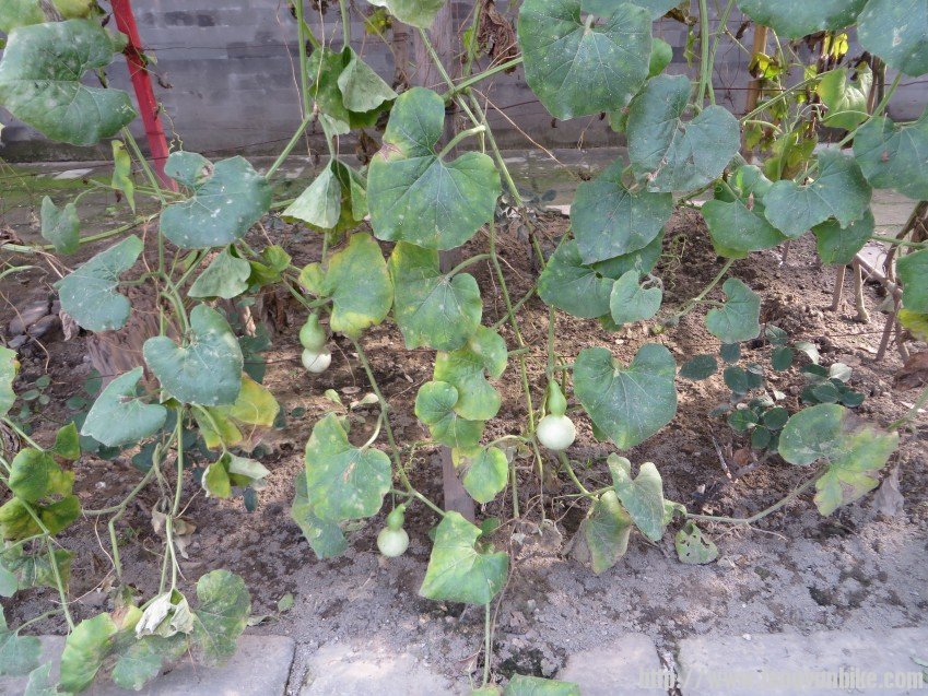 照片 2004_conew1.jpg