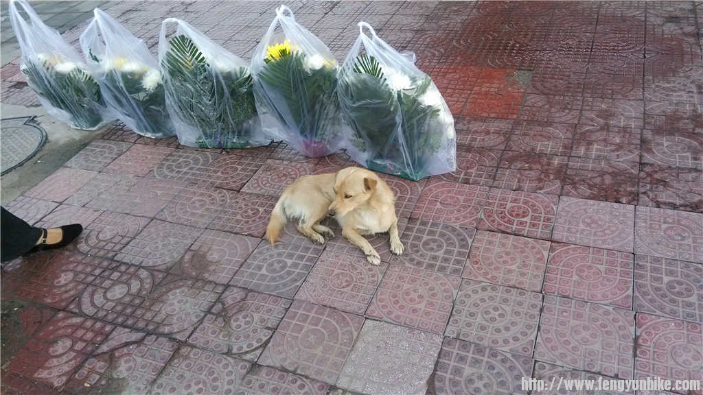 路上卖花的小狗狗。