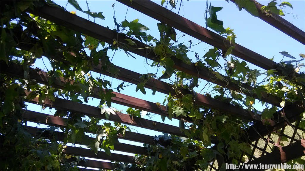 丝瓜架下开吃。