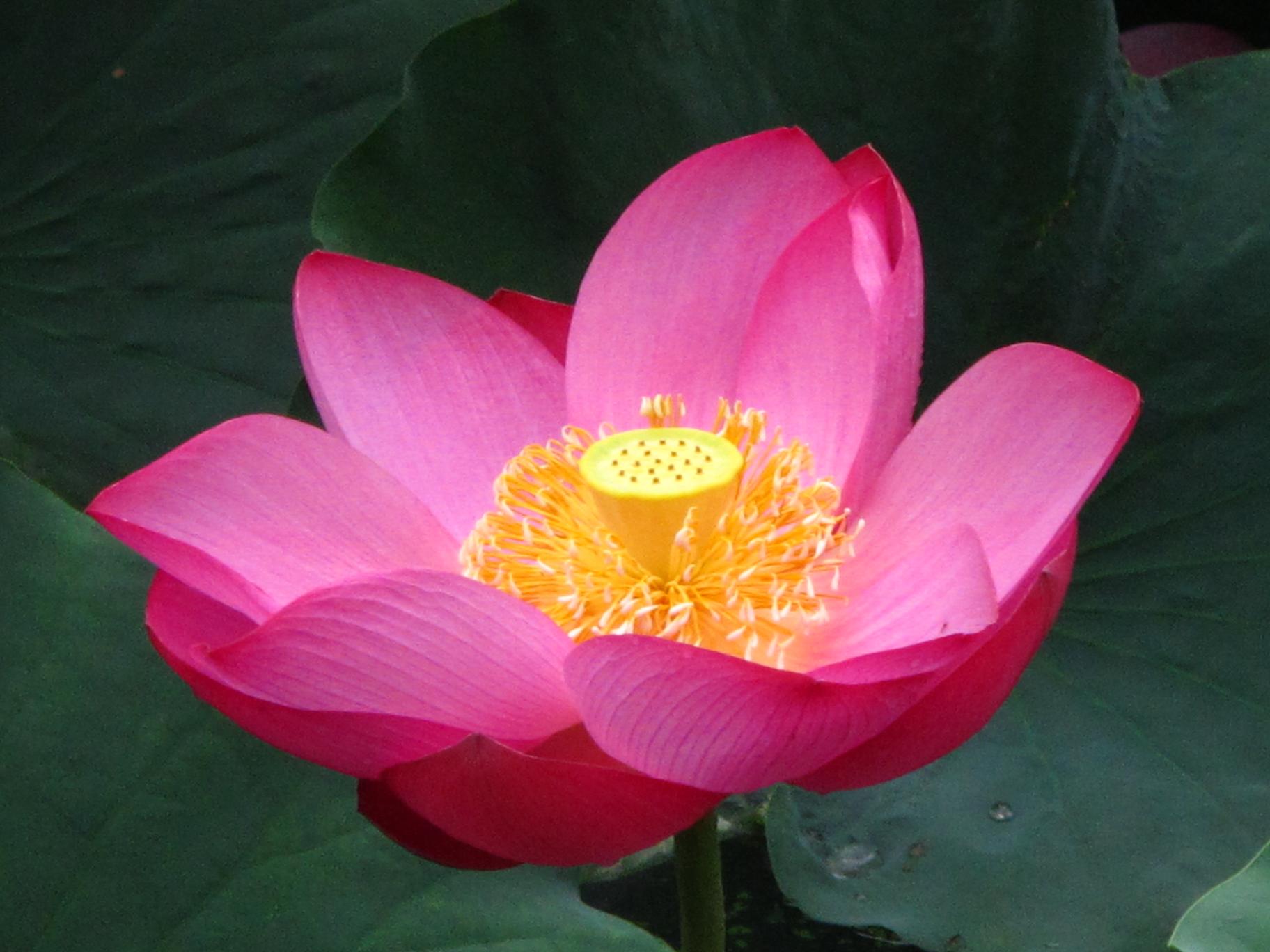 2012年7月12日拍摄于小区公园.JPG