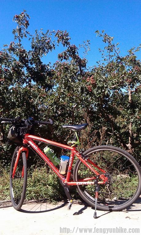 红艳艳的山里红