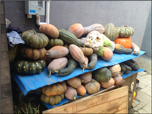 大院门口的南瓜