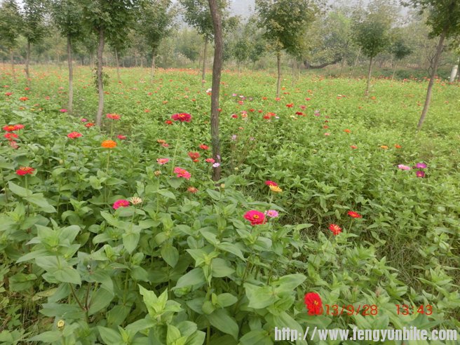 马刨泉检查站旁，鲜花烂漫