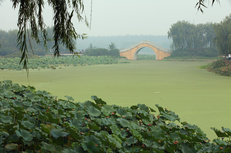 荷与桥