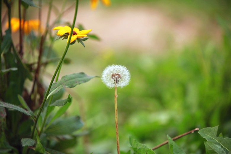 蒲公英