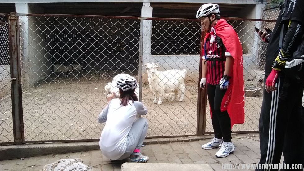 喜洋洋和她的小伙伴们